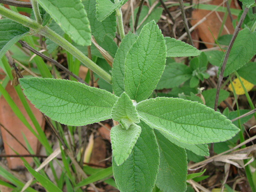 Salvia contro il cattivo odore