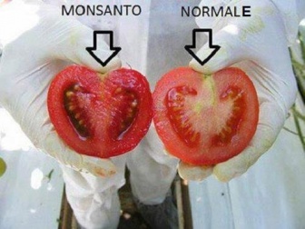 Quali sono i pericoli degli alimenti transgenici?