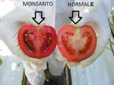 Quali sono i pericoli degli alimenti transgenici?