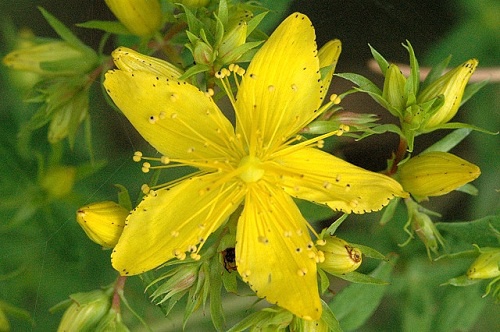Iperico per il trattamento della fibromialgia