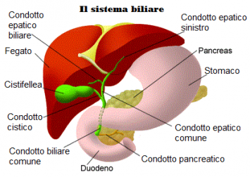 Depurare Il Pancreas Mediante Alcune Piante Medicinali - Vivere Più Sani