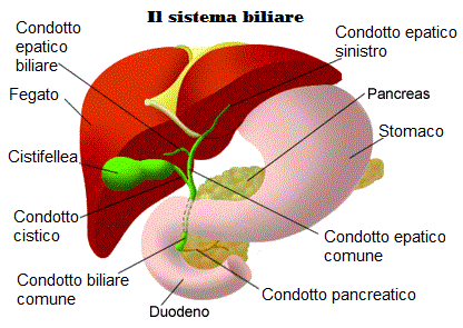 sistema biliare