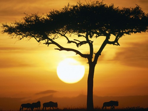 albinismo in africa