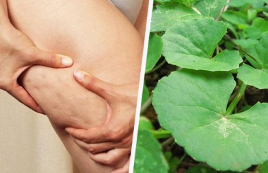Centella asiatica: alleata contro la cellulite