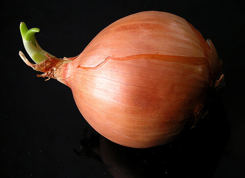 Cipolla
