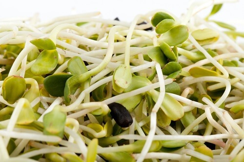 germogli in cucina
