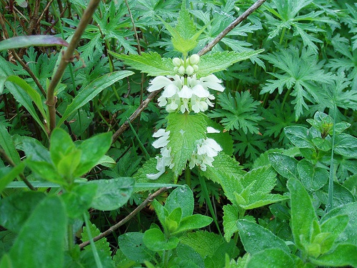ortica per arrestare la caduta dei capelli