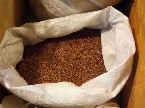 il riso rosso apporta notevoli benefici al nostro organismo