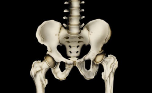 l'articolazione dell'anca collega la testa del femore con la cavità acetabolare