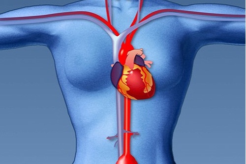 schema del cuore con vene e arterie