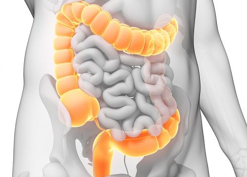 colon intestino crasso