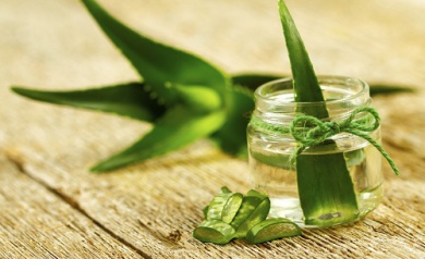Come coltivare l'aloe vera in casa