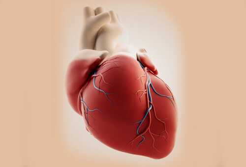 cuore