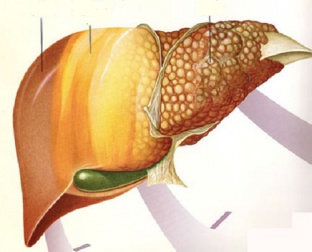 Frutta adeguata per combattere il fegato grasso