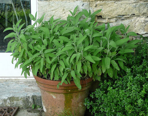 La salvia aiuta a nascondere i capelli bianchi