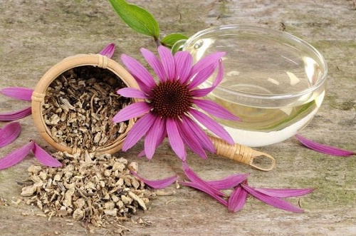 tisana di echinacea
