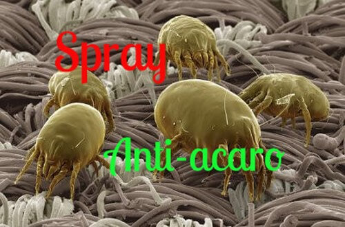 Acari della polvere o acari domestici: come eliminarli?