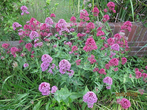 la valeriana possiede proprietà calmanti e sedative