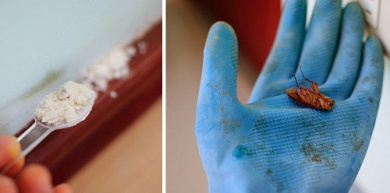 Blatte: 5 rimedi naturali per combatterle