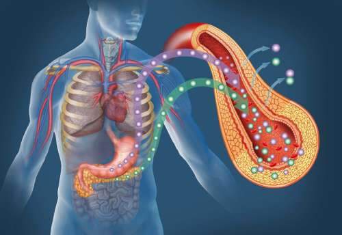 Immagine del corpo umano con in evidenza lo stomaco e il pancreas