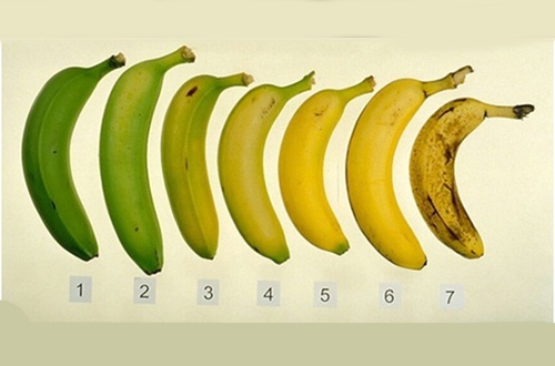 Banane acerbe o mature: cosa è più sano mangiare?