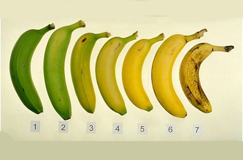 Banane Acerbe O Mature Cosa è Più Sano Mangiare Vivere