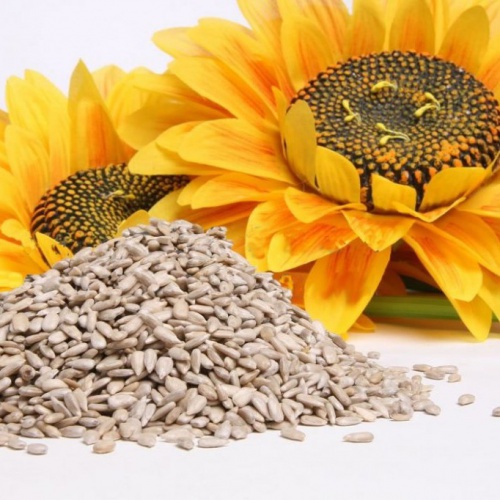 semi di girasole fonte naturale di calcio