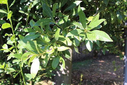 alloro