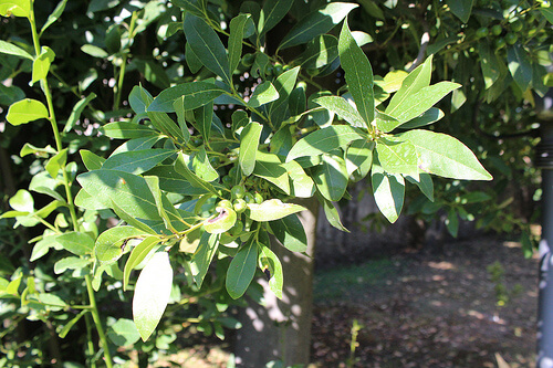 la tisana di alloro allevia il dolore alle articolazioni