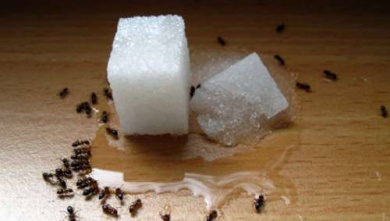 Repellenti per formiche naturali ed economici