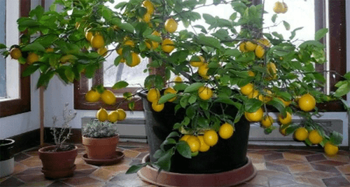 Albero di limone in casa: ecco come farlo crescere