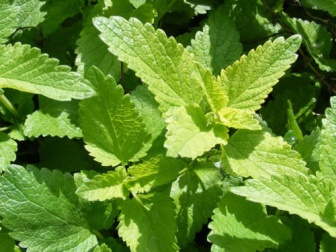 melissa-officinalis-500x375