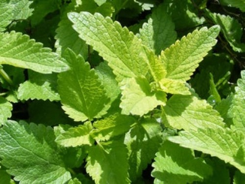 Melissa officinalis per calmare i nervi e ridurre l’ansia