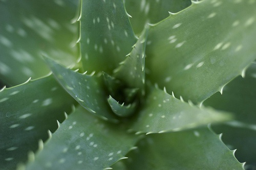 Pianta di aloe vera