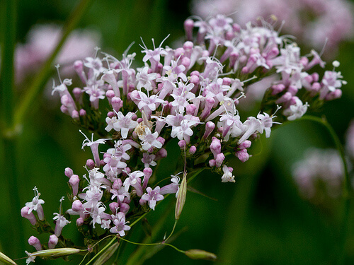 Erbe contro l'insonnia, valeriana