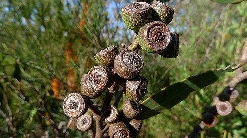 Benefici Eucalipto