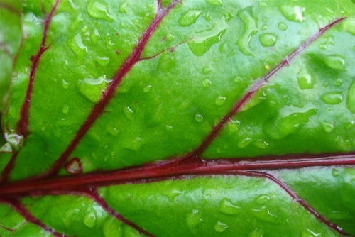Foglia di barbabietola