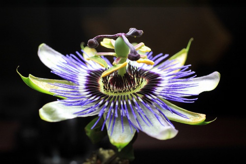 Passiflora per abbandonare il fumo