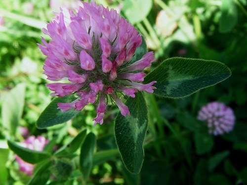 Trifoglio rosso per pulire i reni dalle tossine