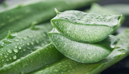 foglie di aloe