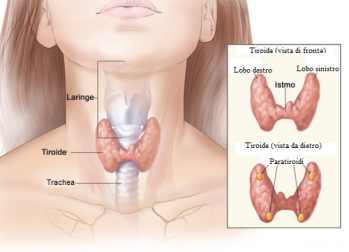 Acqua di cocco: trattamento medicinale per l'ipotiroidismo