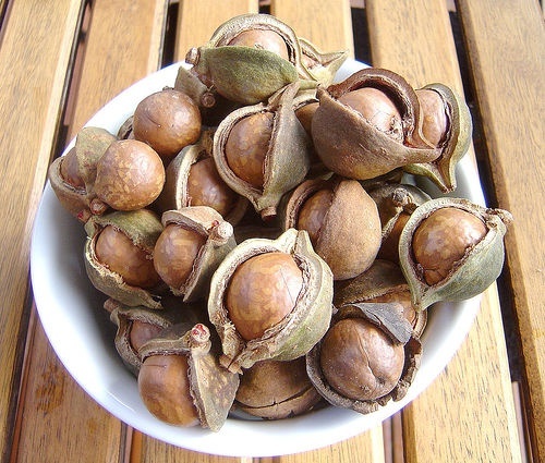 Benefici-delle-noci-di-Macadamia