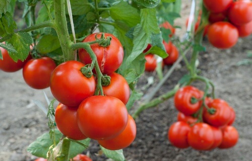 Come coltivare i pomodori a casa