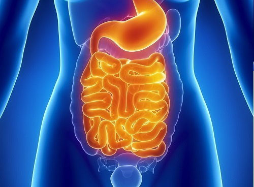 intestino e benessere generale sono strettamente correlati