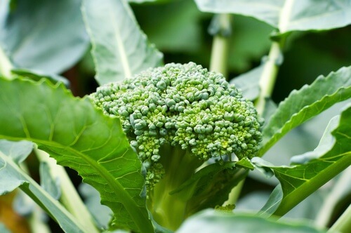 anche le foglie del broccolo possono essere mangiate