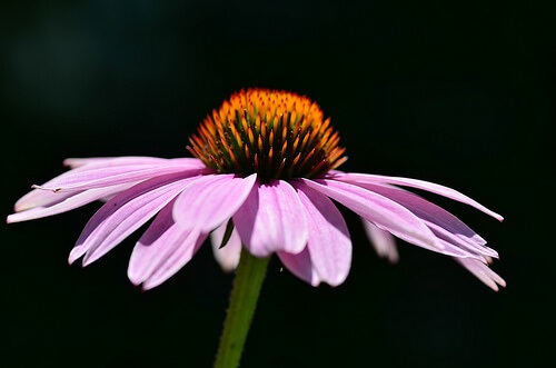 echinacea-500x331