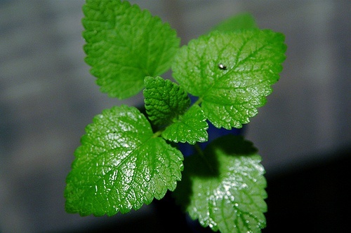 Le foglie di menta aiutano a depurare l'organismo