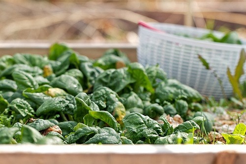 Spinaci tra alimenti ricchi di ferro