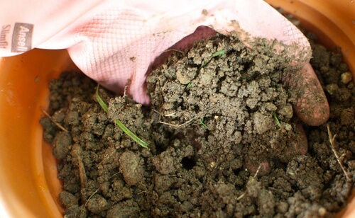 Come coltivare la salvia, la pianta delle donne