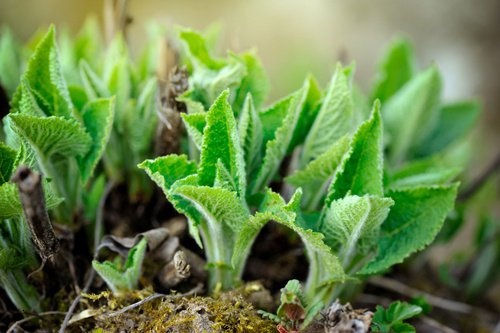 Piantine di salvia